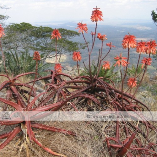 Aloe Cameronii Red Aloe South African Succulent Seeds