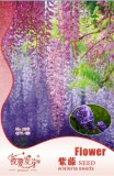 Blue Chinese Wisteria Vine Wisteria sinensis Seeds