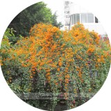 Rare Chinese Orange Pyrostegia venusta Perennial Climbing Plant Seeds