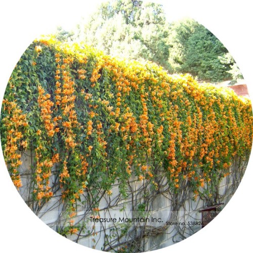 Rare Chinese Orange Pyrostegia venusta Perennial Climbing Plant Seeds