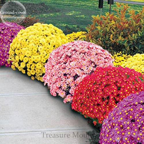 Heirloom Rare Ground-cover Chrysanthemum (Yellow Pink Red Mixed Different Colors) Hardy Seeds