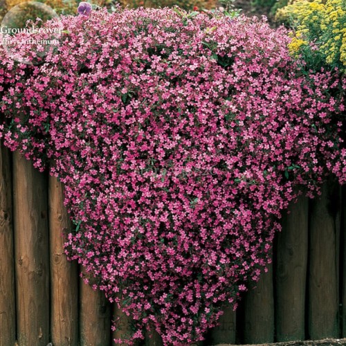 Heirloom Rare Ground-cover Chrysanthemum (Yellow Pink Red Mixed Different Colors) Hardy Seeds