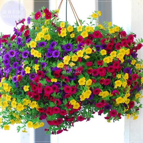 Hanging Petunia Mixed Seeds