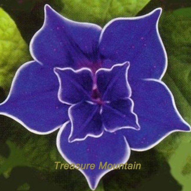 Blue Picotee Morning Glory Seeds