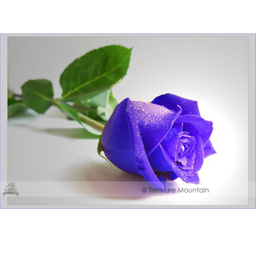 Purple European Rose Seeds