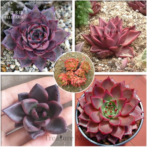 Taurus Echeveria Agavoides Romeo Seeds