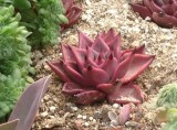 Taurus Echeveria Agavoides Romeo Seeds