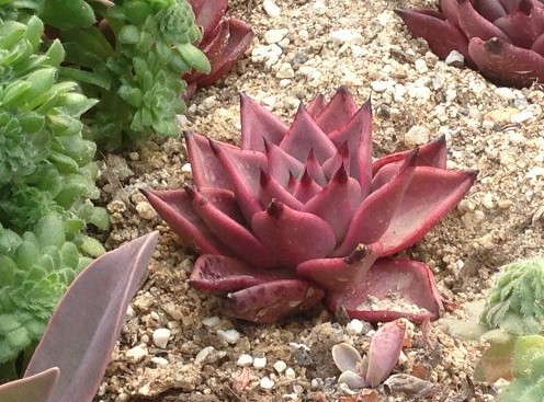Taurus Echeveria Agavoides Romeo Seeds