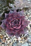 Taurus Echeveria Agavoides Romeo Seeds
