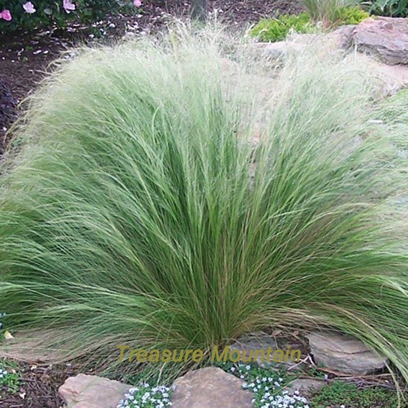 StipaMexicanFeatherNeedleGrassOrnamentalShowyGrassSeeds