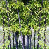 Heirloom Rare Purple Giant Bamboo Seeds