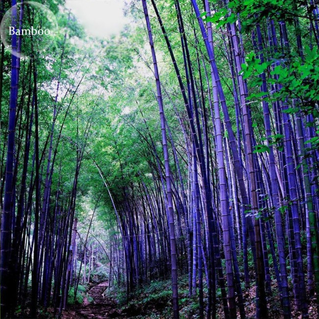 Heirloom Rare Purple Giant Bamboo Seeds