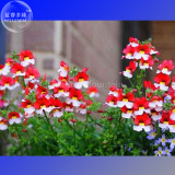 Nemesia Strumosa Seeds