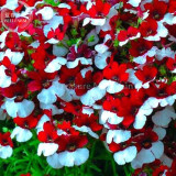 Nemesia Strumosa Seeds