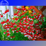 Nemesia Strumosa Seeds