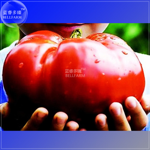 Heirloom Giant Monster Tomato Genuine Fresh Seeds