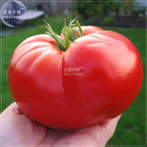 Heirloom Giant Monster Tomato Genuine Fresh Seeds