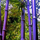 Heirloom Rare Purple Giant Bamboo Seeds