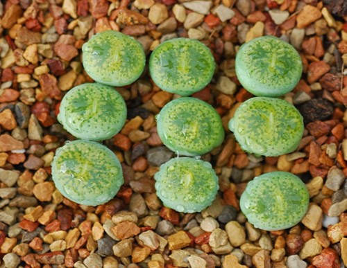 ONLY 1 Piece Lithops lesliei ssp. lesliei v. lesliei seedling C36A