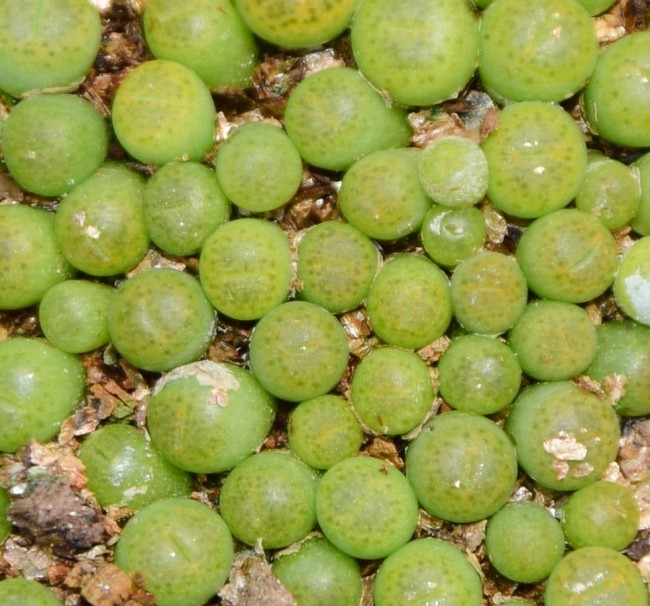 C362 Lithops bromfieldii v. insularis ‘Sulphurea’ Seedlings