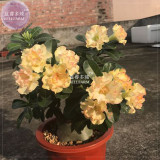 BELLFARM Adenium Golden Wavy Petals with Light Pink Edge Flower Seeds