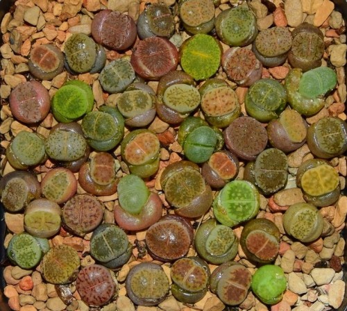 Mixed 50pcs Lithops Seedings (0.6-0.9cm)