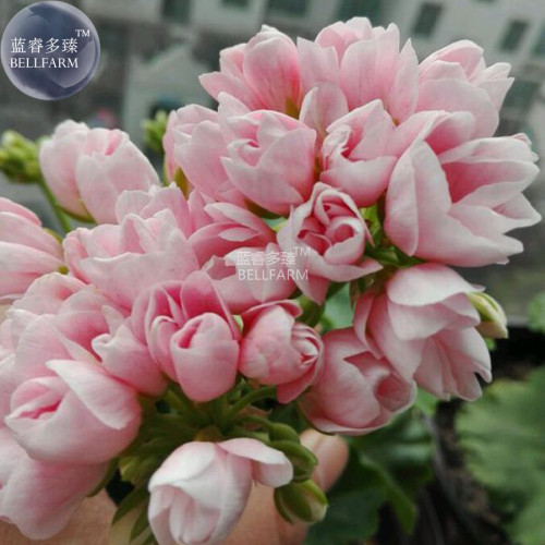 Geranium Light Peach Pink Ball Flower Seeds