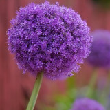 Heirloom Allium Giganteum Giant Onion with Purple Flower Seeds