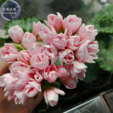 Geranium Light Peach Pink Ball Flower Seeds