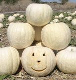 Moonshine Pumpkin Smooth Skinned White Pumpkin Seeds