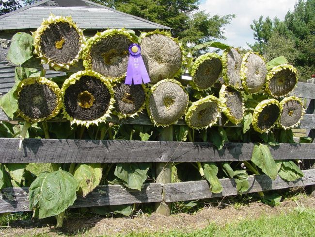 Mongolian Giant Sunflower Seeds