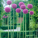Heirloom Allium Giganteum Giant Onion with Purple Flower Seeds