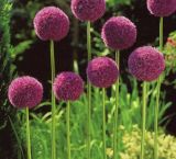 Heirloom Allium Giganteum Giant Onion with Purple Flower Seeds