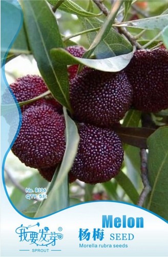 Heirloom Dark Red Waxberry Shrub Seeds