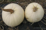 Moonshine Pumpkin Smooth Skinned White Pumpkin Seeds