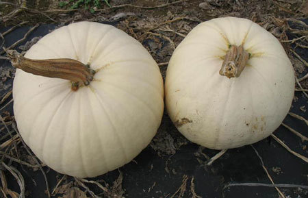 Moonshine Pumpkin Smooth Skinned White Pumpkin Seeds