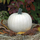 Moonshine Pumpkin Smooth Skinned White Pumpkin Seeds