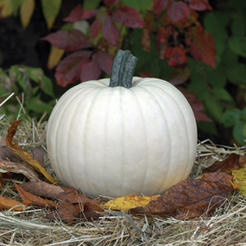 Moonshine Pumpkin Smooth Skinned White Pumpkin Seeds