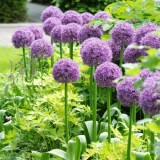 Heirloom Allium Giganteum Giant Onion with Purple Flower Seeds