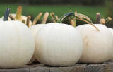 Moonshine Pumpkin Smooth Skinned White Pumpkin Seeds