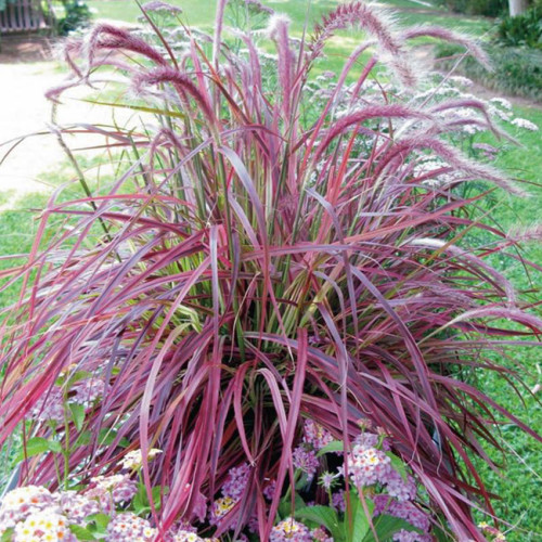 Pennisetum setaceum Fireworks Fountain Grass Seeds