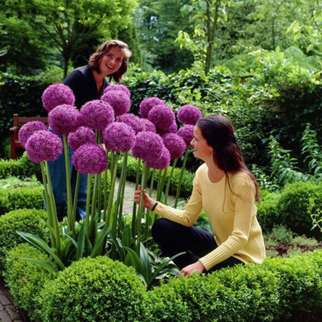 Heirloom Allium Giganteum Giant Onion with Purple Flower Seeds