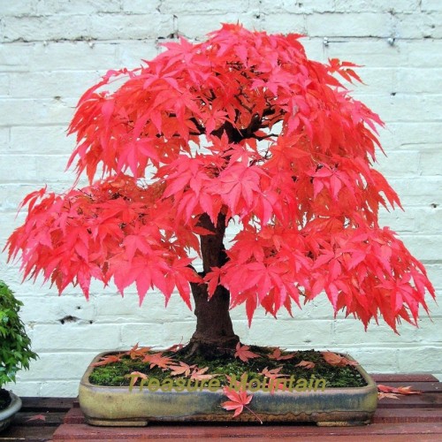 Rare Red Japanese Maple Seeds Acer (Palmatum atropurpureum) Bonsai Seeds