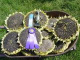 Mongolian Giant Sunflower Seeds