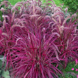 Pennisetum setaceum Fireworks Fountain Grass Seeds