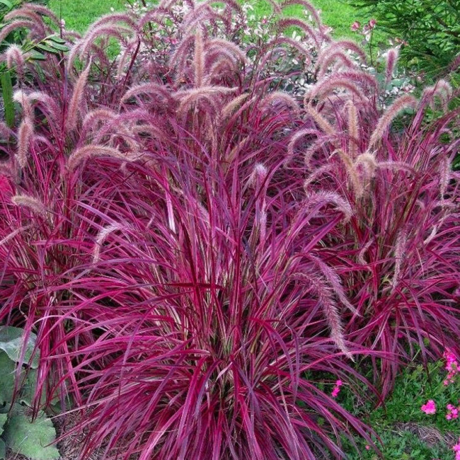 Pennisetum setaceum Fireworks Fountain Grass Seeds