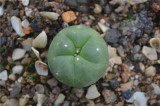 '511' Cactus Bulb