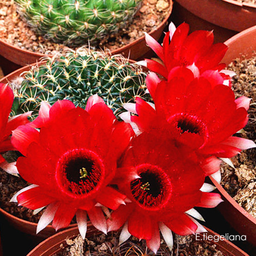 Lobivia Tiegeliana Cactus Bulb