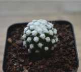 Mammillaria vetula ssp Cactus Bulb