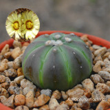 20PCS Astrophytum asterias Cactus Seeds
